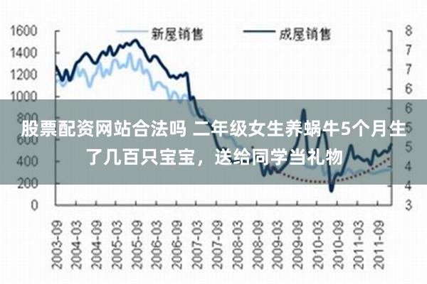 股票配资网站合法吗 二年级女生养蜗牛5个月生了几百只宝宝，送给同学当礼物